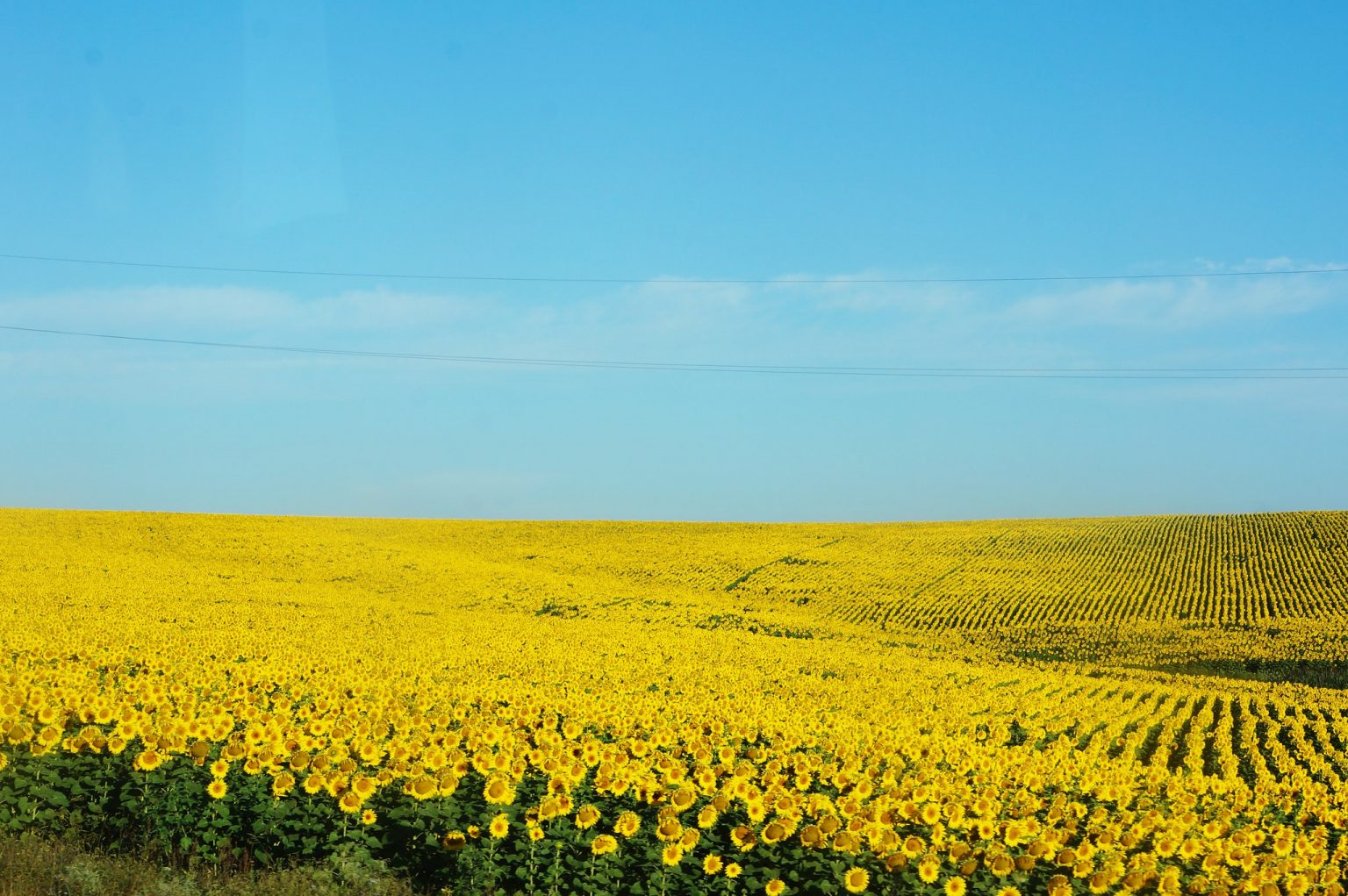 Україна та соняшники