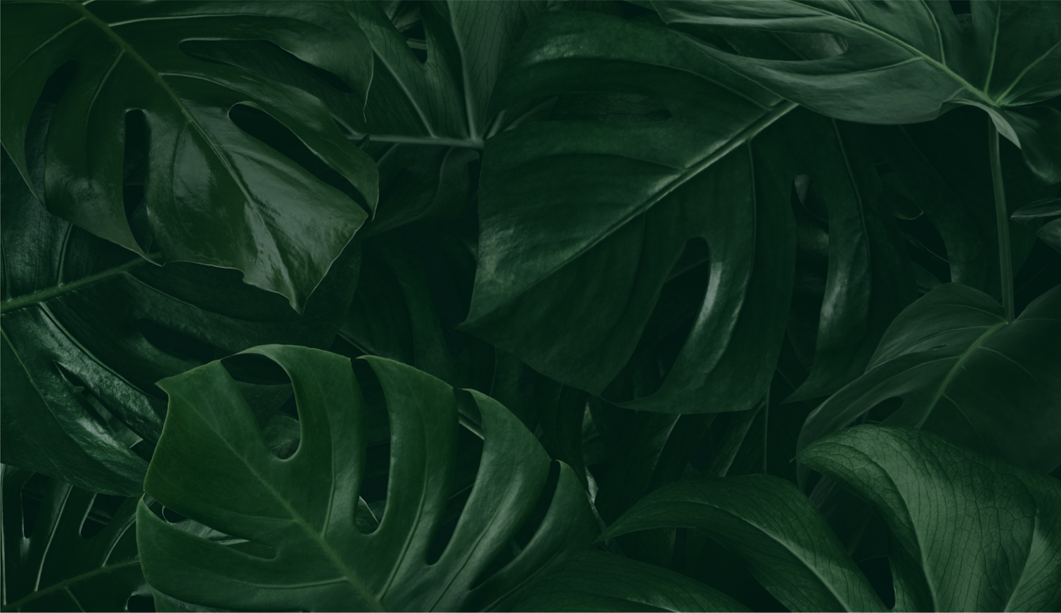 montsera-inweb