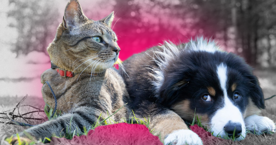 UAnimals і «Підпільний Стендап» записали рингтони-нагадування для власників домашніх тварин