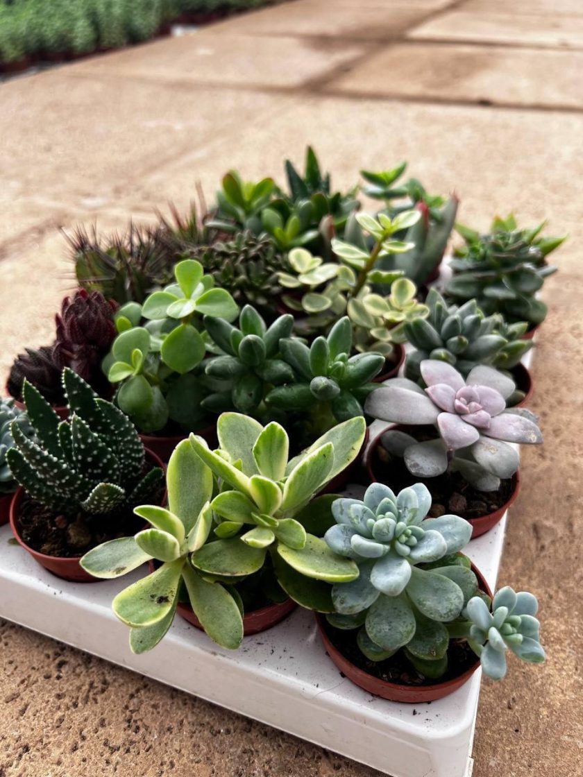 Корпоративні подарунки з сенсом — досвід Inweb з Orner