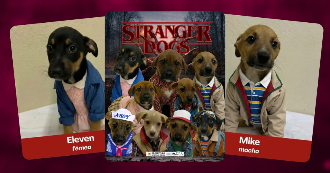 У Бразильському притулку цуценят стилізували під серіал Stranger Things, щоб прискорити всиновлення