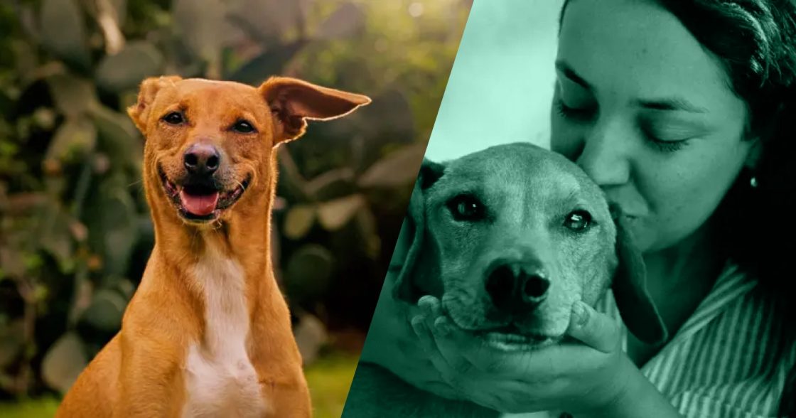 Магазин корму для собак Pedigree запустив AI-платформу для підбору собак із притулків