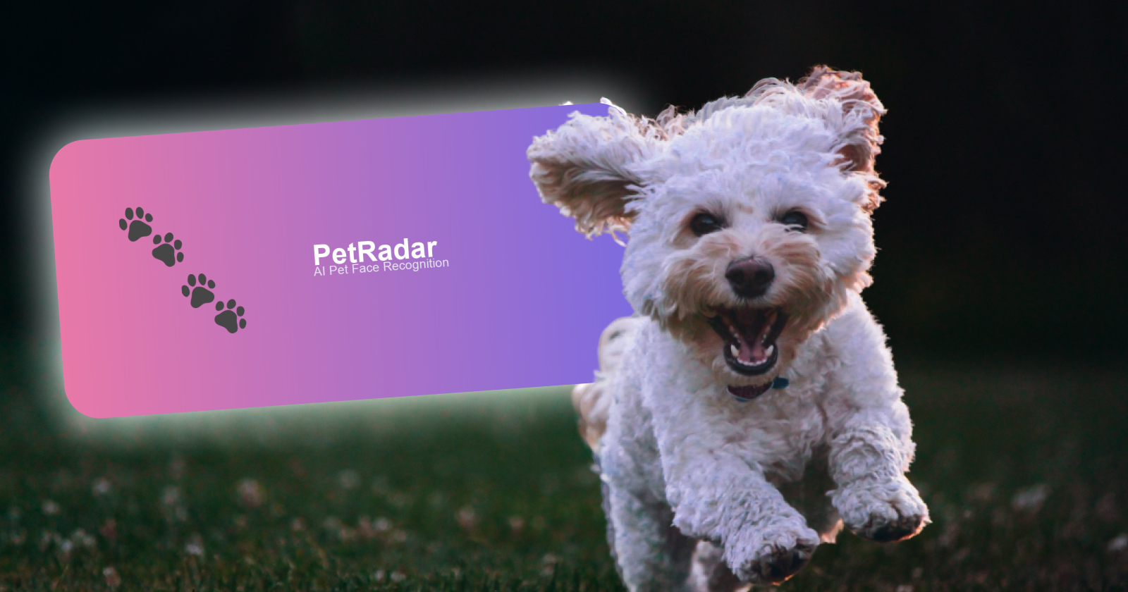 В Україні запустили petradar.ai - сервіс для пошуку загублених тварин за фото