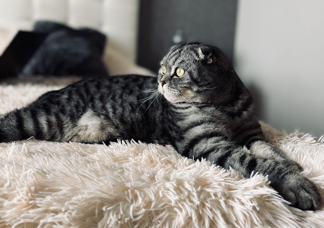 Фото: «Роботодавці почали усвідомлювати, що ринок праці належить кандидатам» — інтервʼю з Юлією Далібук, CMO robota.ua