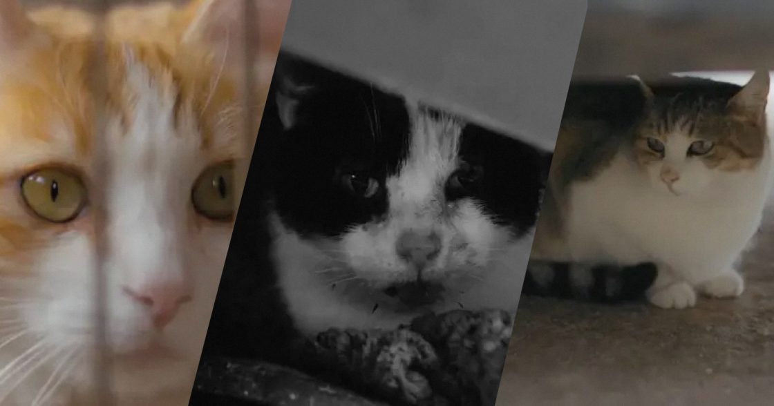 Purina у новій кампанії показала, як харчування впливає на шанси котів із притулків знайти дім